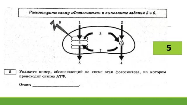 Какой цифрой на схеме обозначена атф 3 в состав молекулы атф входит