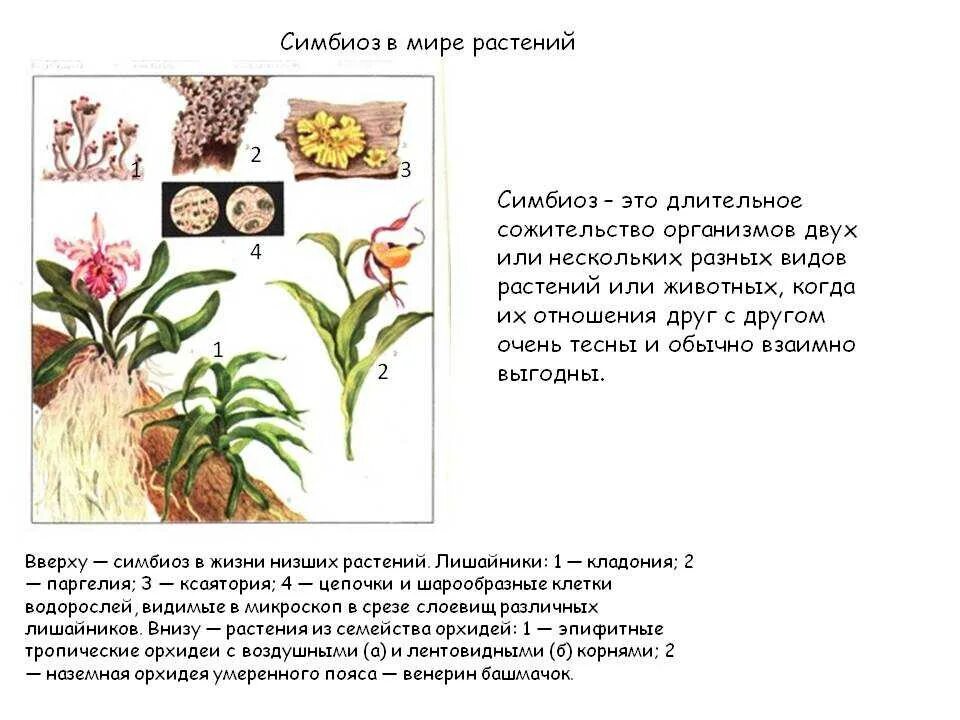 Примеры симбиоза у растений. Симбиоз в мире растений. Растения симбионты. Растения симбионты примеры.