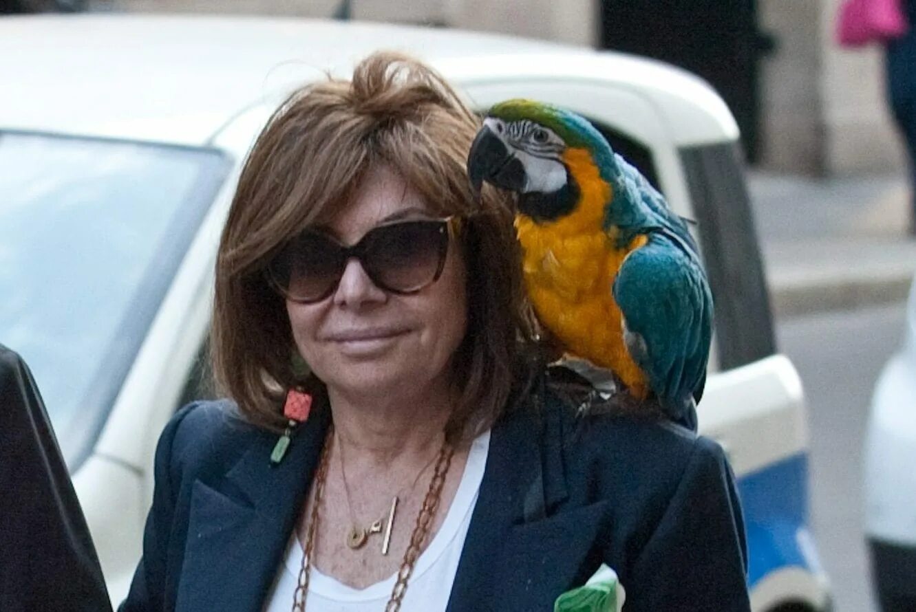 Розелла пенантовая синяя. Черри розелла. Розелла ярдини. Попугай розелла рубиновая. Розелла ярдини.