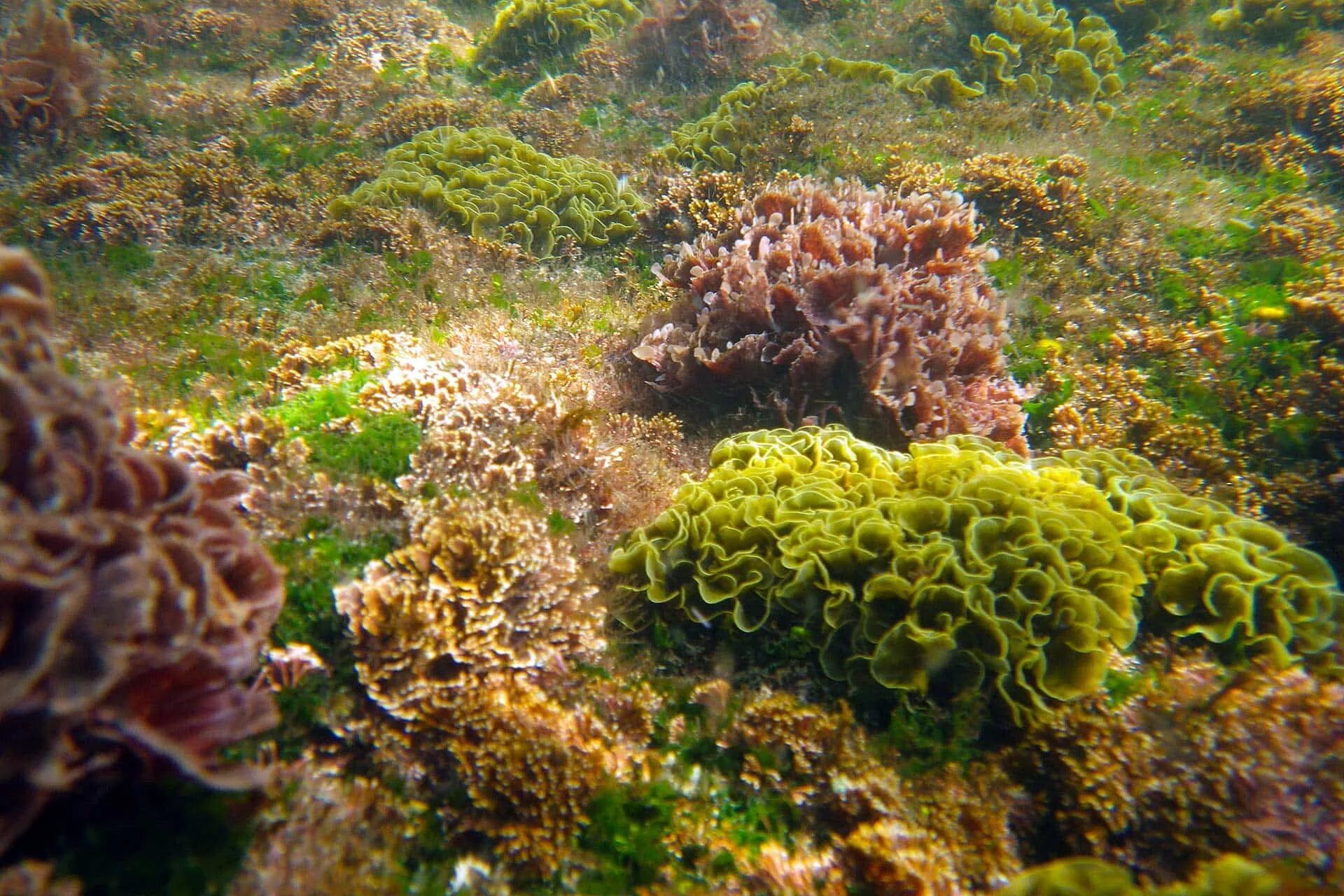 Придонные водоросли. Морские водоросли келп. Эдафофильные водоросли. Эпипелиты водоросли. Туфообразующие водоросли.