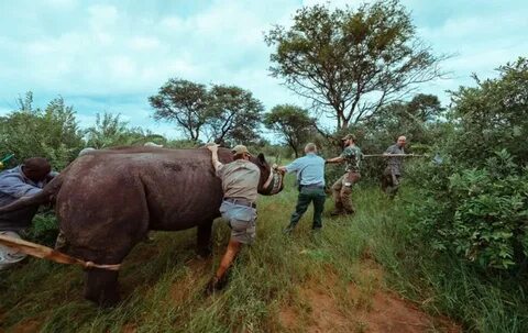Environment animals