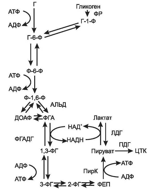 Гликолиз Глюкозы до пирувата. Схема реакции аэробного гликолиза Глюкозы. Схема анаэробного превращения Глюкозы. Распад Глюкозы до лактата реакции.