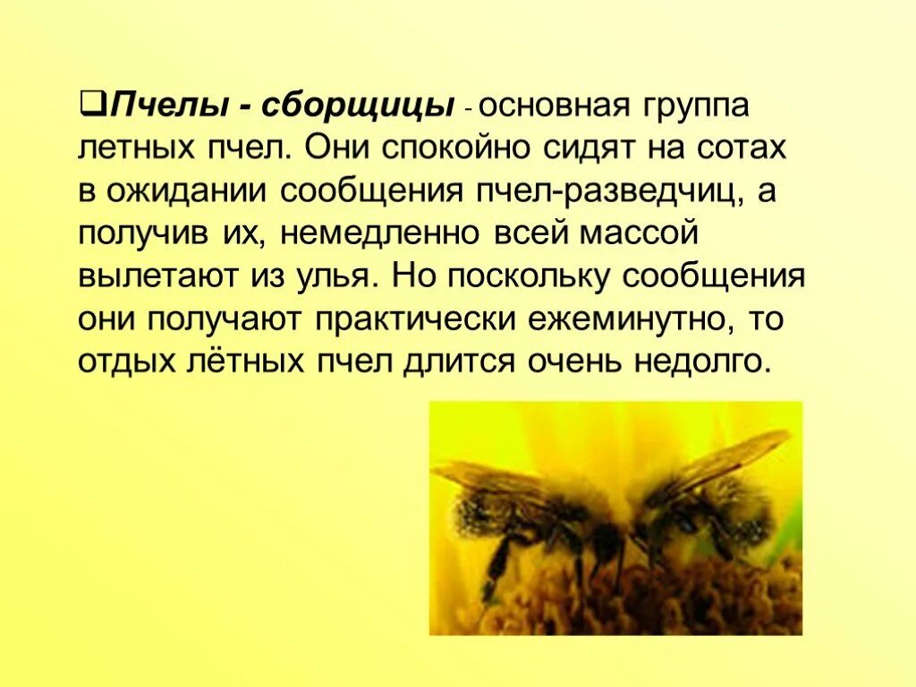 Пчеловодство доклад 3 класс. Информация о пчелах. Доклад о пчелах. Сообщение о пчеловодстве. Пчеловодство презентация.