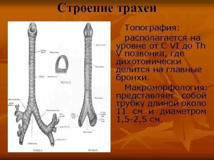 Какого строение трахеи. Какого строение трахеи