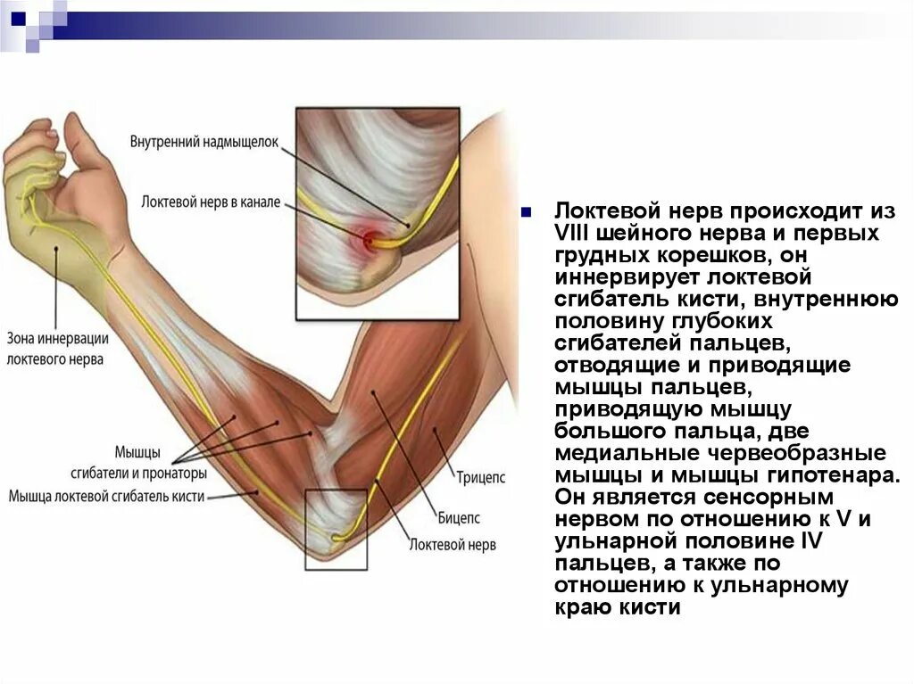 Локтевой сгибатель кисти иннервация. Неврит локтевого лучевого срединного нерва. Мышцы кисти которые иннервирует локтевой нерв. Локтевой нерв (n. ulnaris) иннервирует.