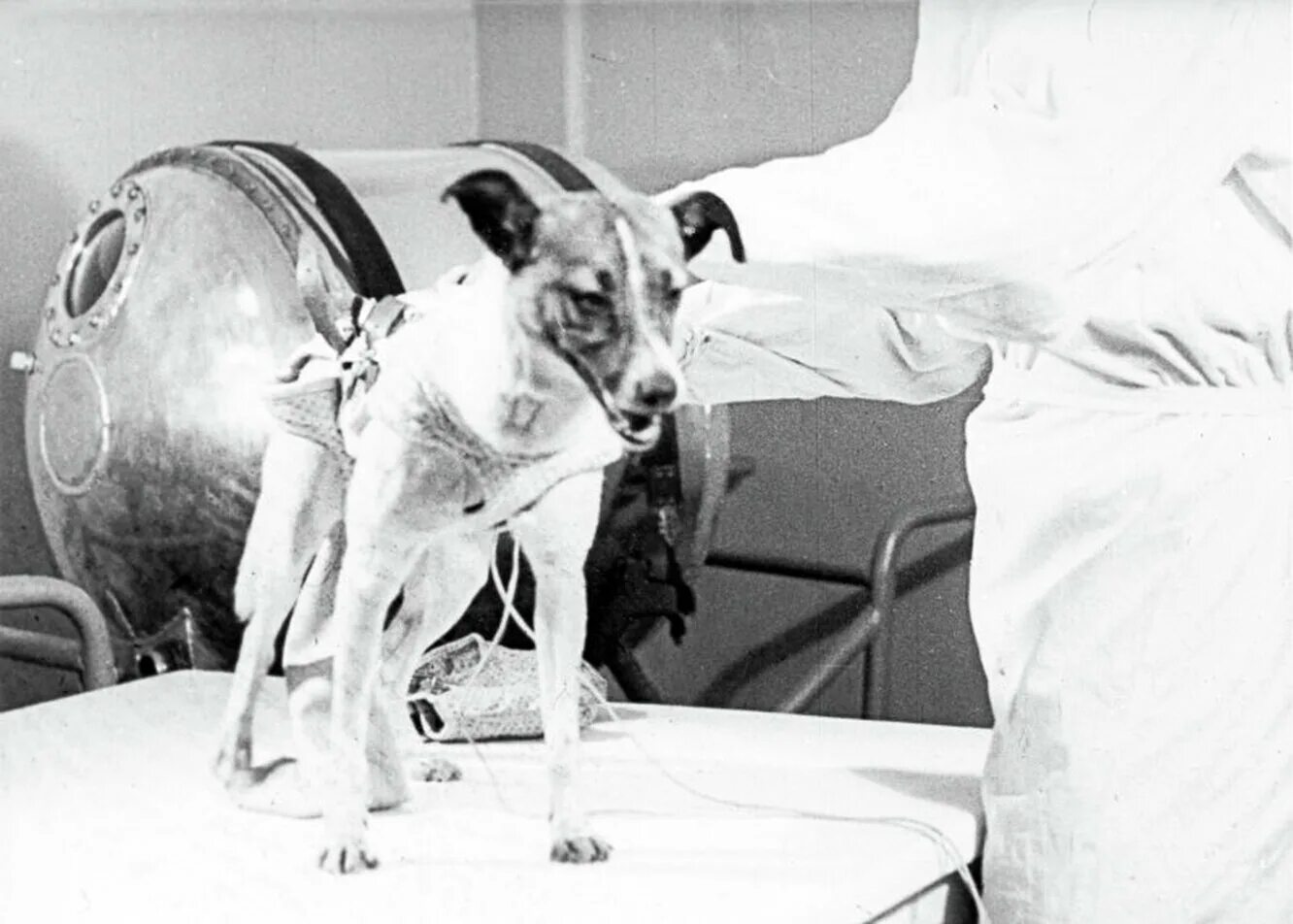Как звали первую собаку побывавшую в космосе. Первая собака в космосе лайка. Лайка 1957. Лайка первый космонавт. Собака лайка 1957.
