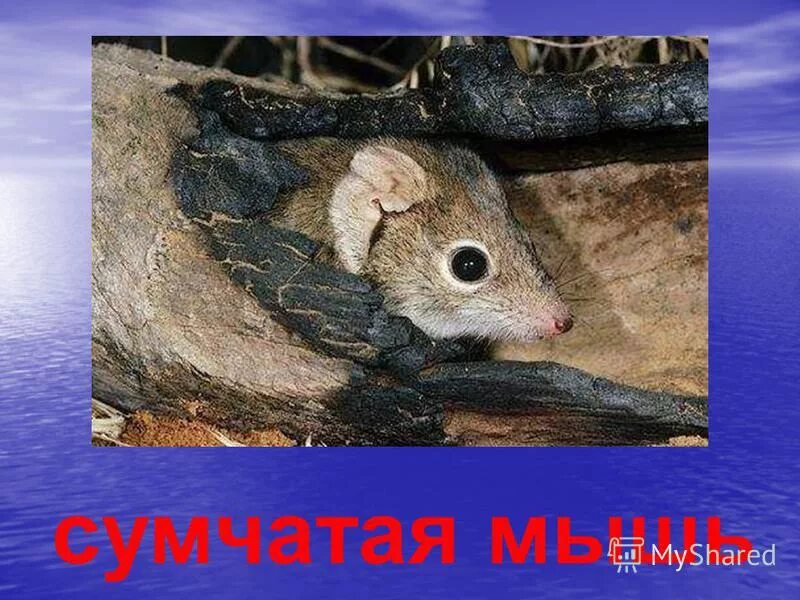 толстохвостая сумчатая соня. пятихвостная сцмчатая куница. гребнехвостая сумчатая мышь. насекомоядные сумчатые. сумчатая куница кволл.