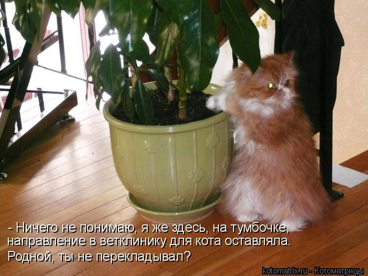 картинки приколы. кот ничего не видит. кот с цветами смешной. кот ничего не видит. кот пришел.