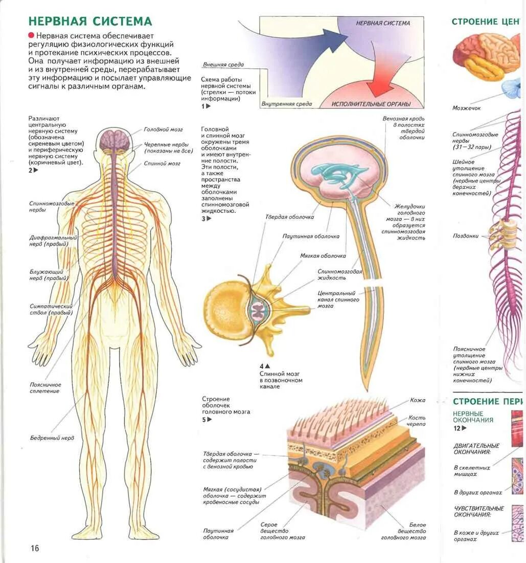 Центральная нервная система анатомия. Периферическая нервная система анатомия и физиология человека. Анатомия нерв система. Нервная система человека строение и функции схема. Нервная система человека стро.