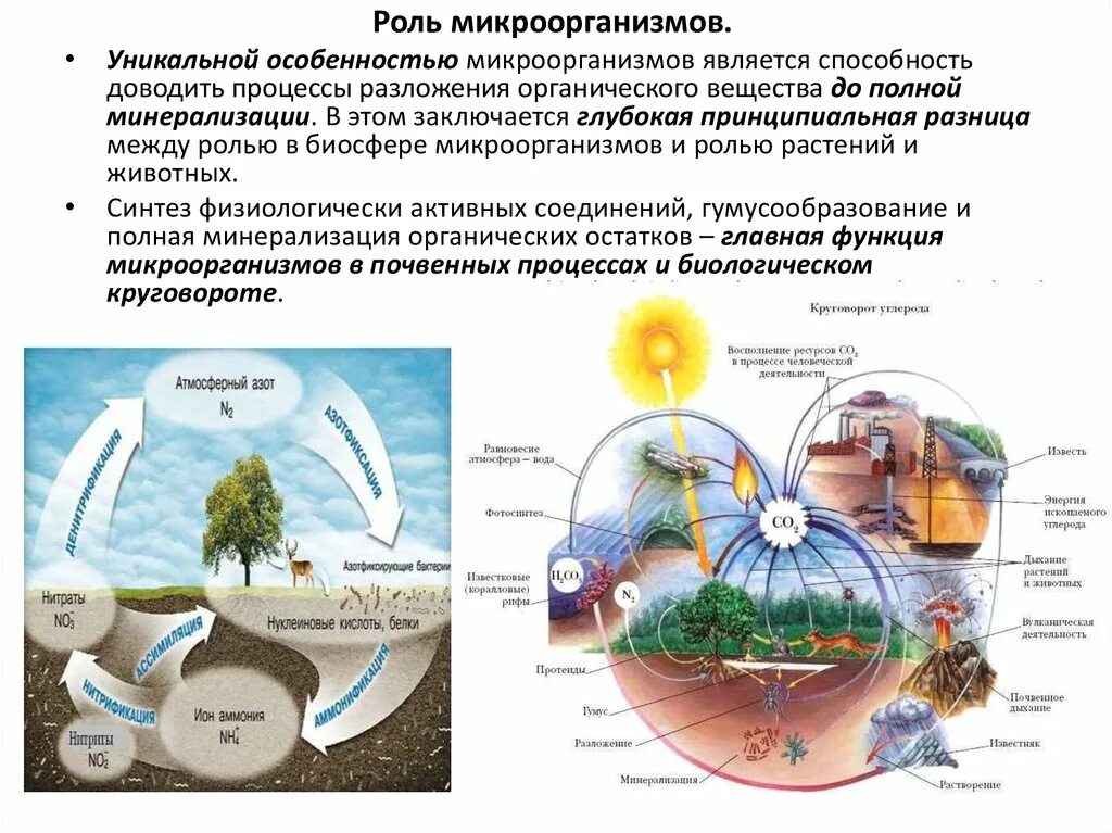 Участие бактерий в круговороте веществ в природе. Микроорганизмы окружающей среды функции. Роль микроорганизмов в круговороте веществ в природе схема. Роль бактерий в биосер.