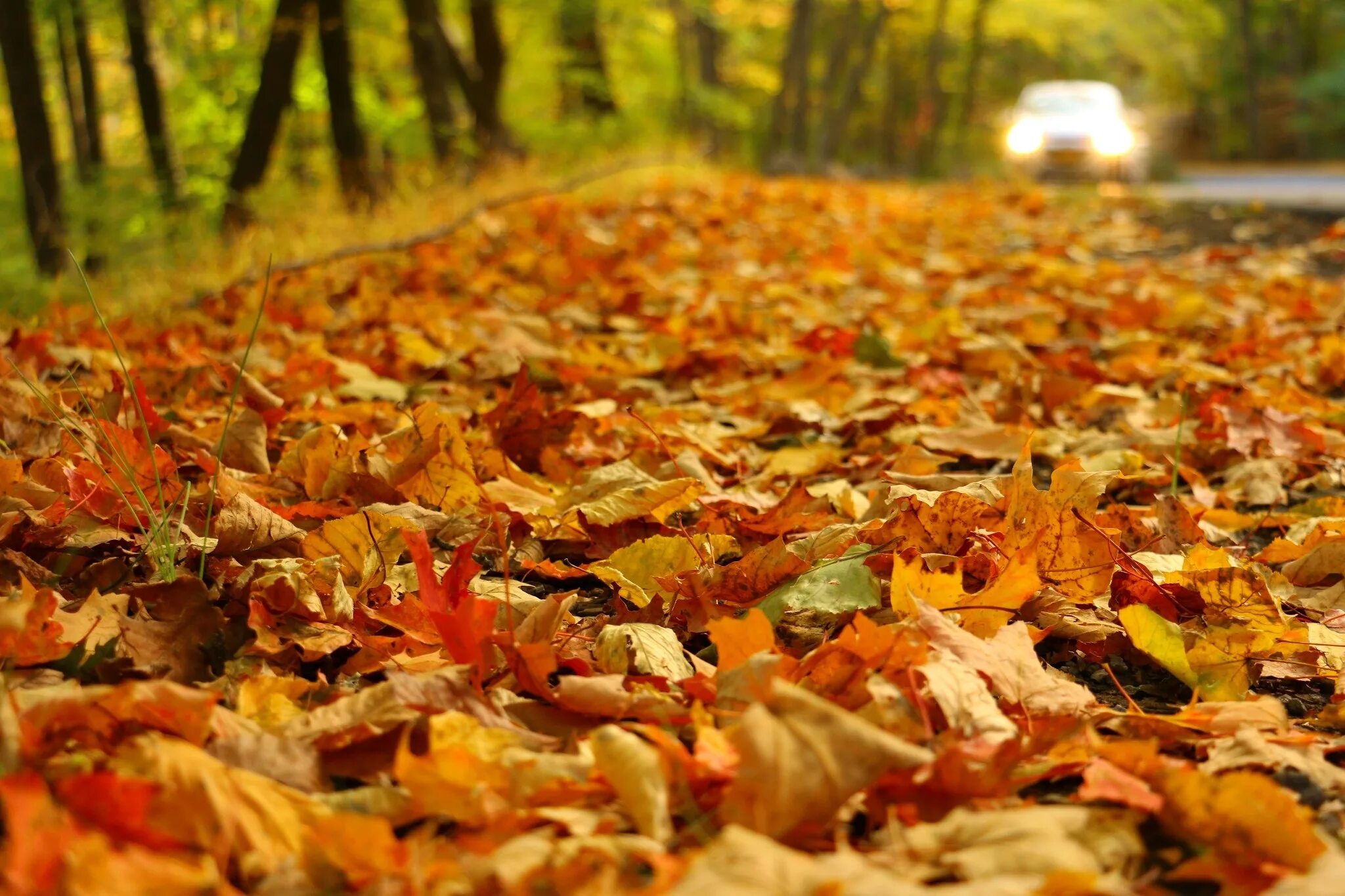 Осенние листья. Осенняя листва. Осенние листья на земле. Куча осенних листьев. Даже самой теплой осенью листья