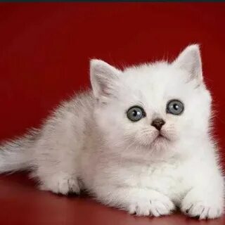 Лимузиндегі сексуалды қызбен секс