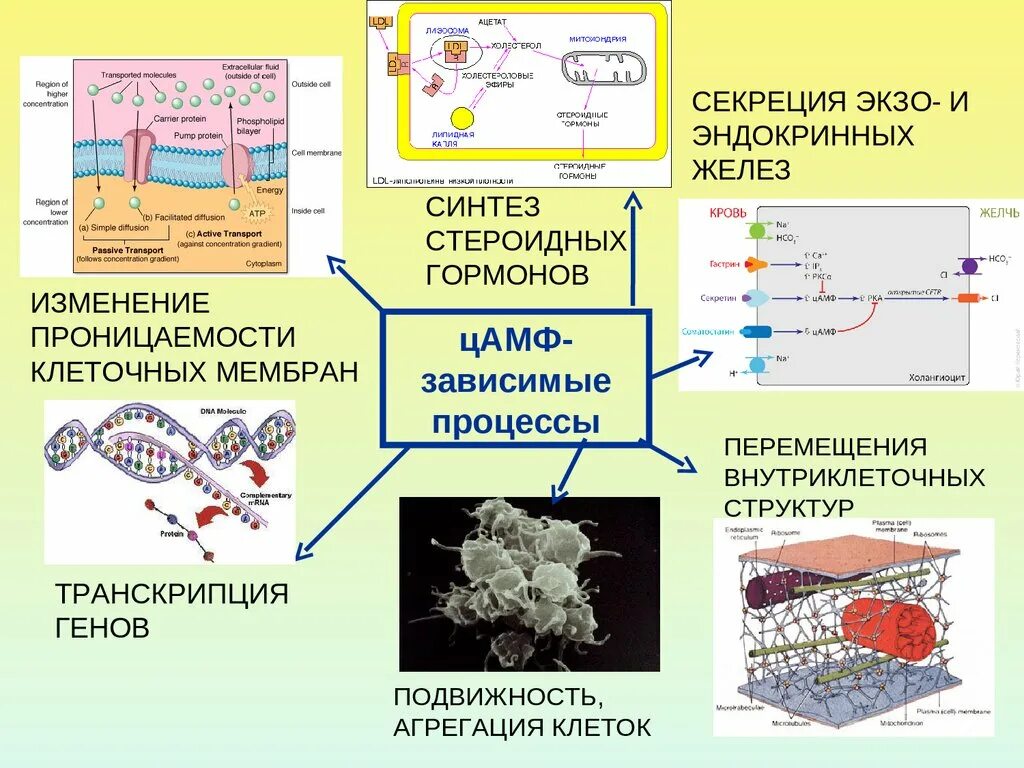 Измененный синтез. Экзо и эндокринные железы. Изменение проницаемости клеточных мембран. Структуры экзо и эндокринный желез. Отличия экзо и эндокринных желез.