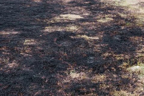 Порыжевшая выжженная солнцем трава выглядела жалко