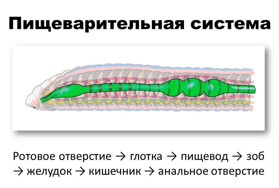 Тип круглые черви пищеварительная. Строение пищеварительной системы кольчатых червей. Пищеварительная система кольчатых червей схема. Пищеварительная система круглых червей. Строение пищевой системы кольчатых червей.