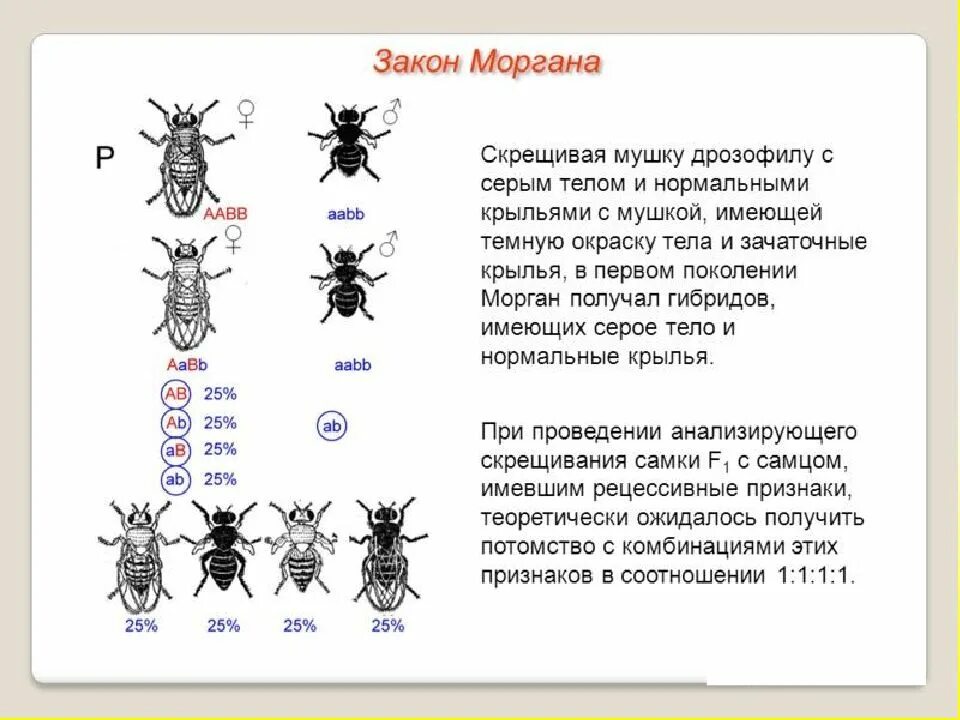 Дигетерозиготная хромосома