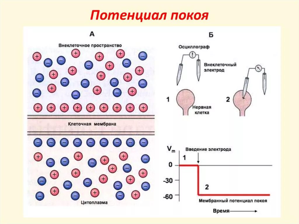Роль мембранного потенциала. График мембранного потенциала покоя. электрический потенциал мембран клеток. мембранные потенциалы клетки схема. схема формирования мембранного потенциала покоя.