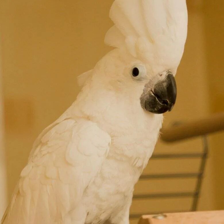 Авито говорящий попугай. Белохохлый Какаду.