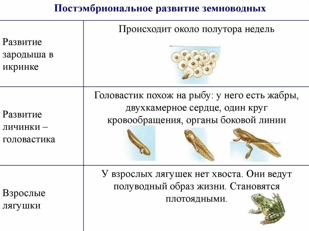 Личиночная стадия развития земноводных. Амфибии Тип постэмбрионального развития. Развитие земноводных кратко схема. Постэмбриональное развитие лягушки стадии.