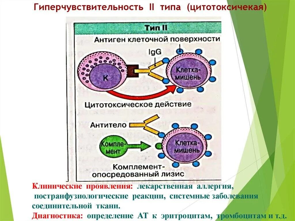 Реакция гиперчувствительности 2 типа. Механизм развития второго типа гиперчувствительности. Реакция гиперчувствительности 2 типа механизм. 1 Тип и 2 Тип гиперчувствительности. Действие вместо реакции