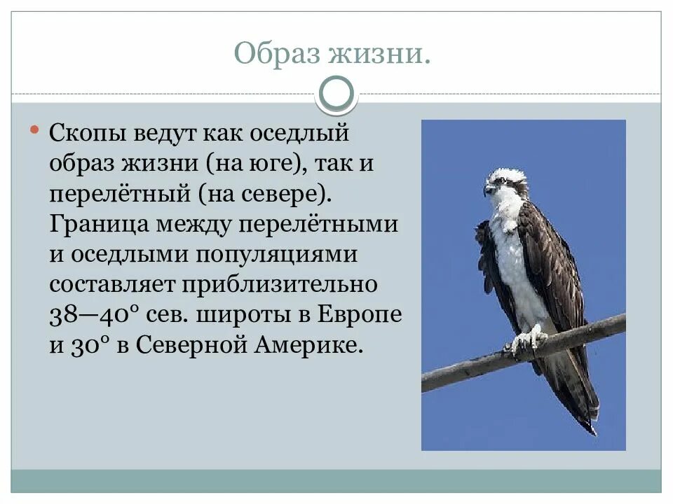 Значение оседлая. Что такое осёдлый образ жизни у птиц. Скопа презентация. Что такое птицы ведут оседлый образ жизни. Образ жизни скопы.