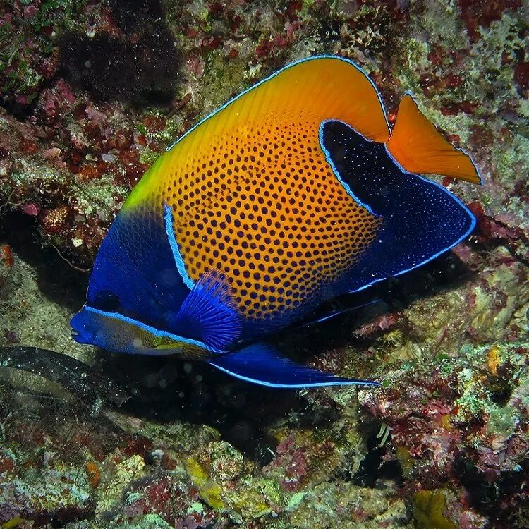 Распространенные морские рыбы. Pomacanthus navarchus. Центропиг Королевский. Ангел Наварры неоновый Pomacanthus. Рыба ангел Наварра.