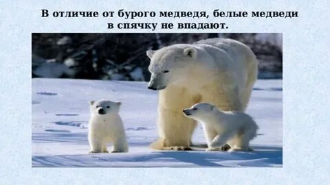 Белые медведи ложатся в спячку