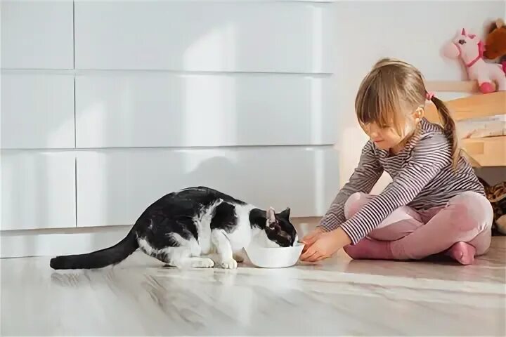 Did you remember feed the cat. Девочка кормит серого кота. фото для детей feed the cat. девочка сидящая за столом и подкармливает кошку. девочка 2 года кормит кошку.