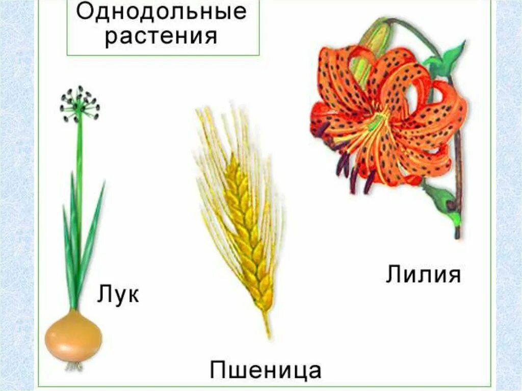 Спаржа однодольное или двудольное растение. Семейства класса Однодольные Лилейные луковые злаки Мятликовые. Класс Однодольные семейство злаковые. Цветок лилейных однодольных растений. Семейство однодольных Лилейные злаки луковые.