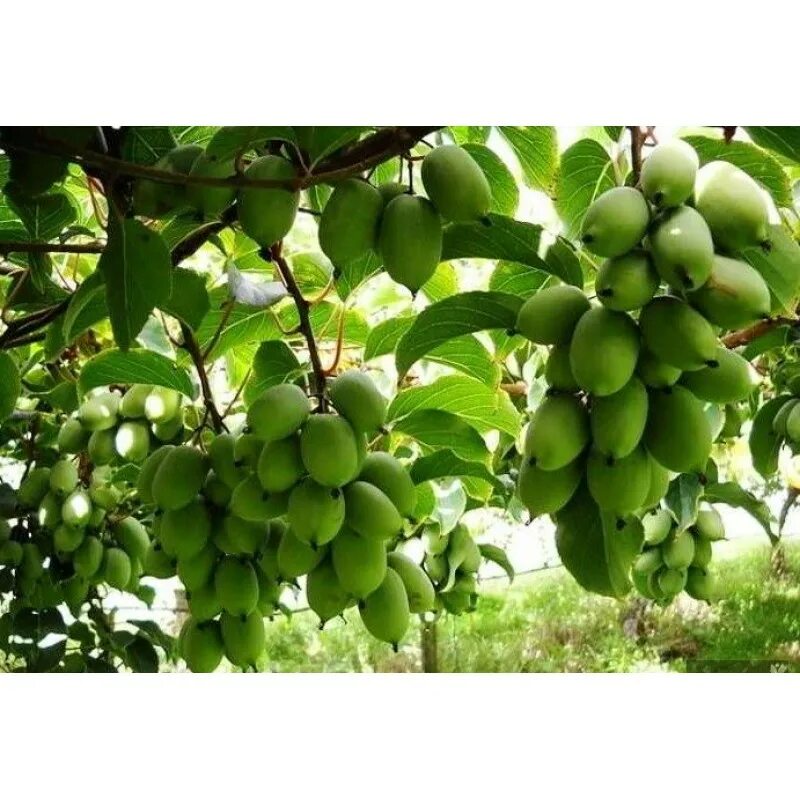 Актинидия коломикта доктор шимановский. Актинидия доктор шимановский. Актинидия аргута и коломикта. Актинидия коломикта sentyabrskaya. Актинидия шимановского.