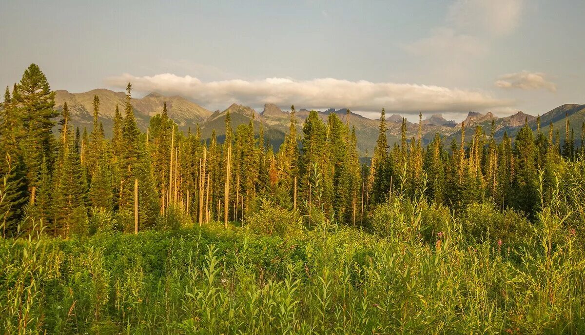 саяны молоко