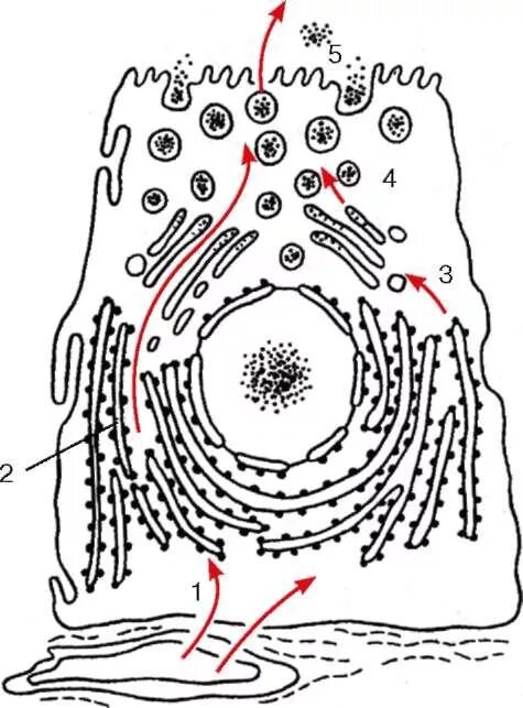 Внутриклеточный сетчатый аппарат. Участие клеточных структур в белковой секреции. Внутриклеточный сетчатый аппарат клетки. Белковая секреторная клетка схема. Пластинчатый комплекс