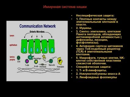 Иммунные клетки кишечника