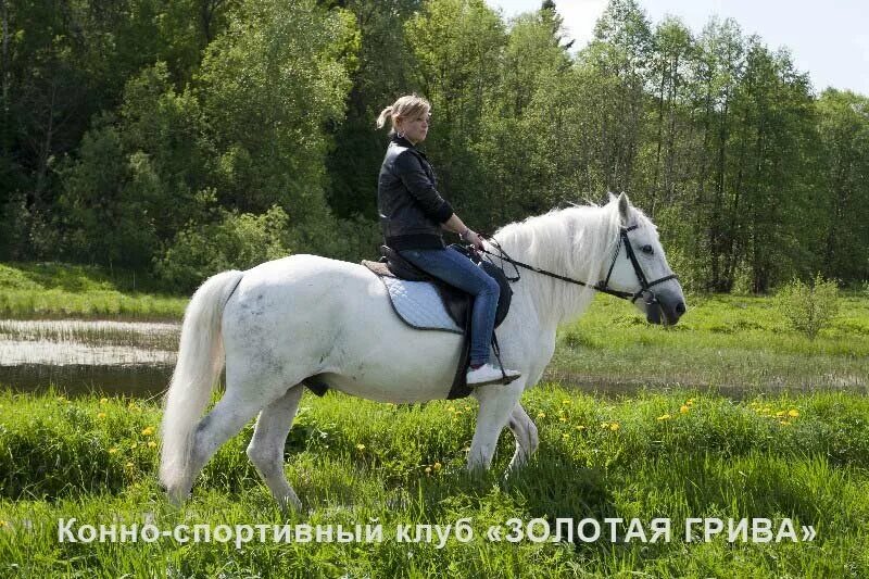 Золотая грива Аксаково. КСК Золотая грива. Золотая грива конюшня. Золотая грива конный клуб Аксаково. Золотые конюшни