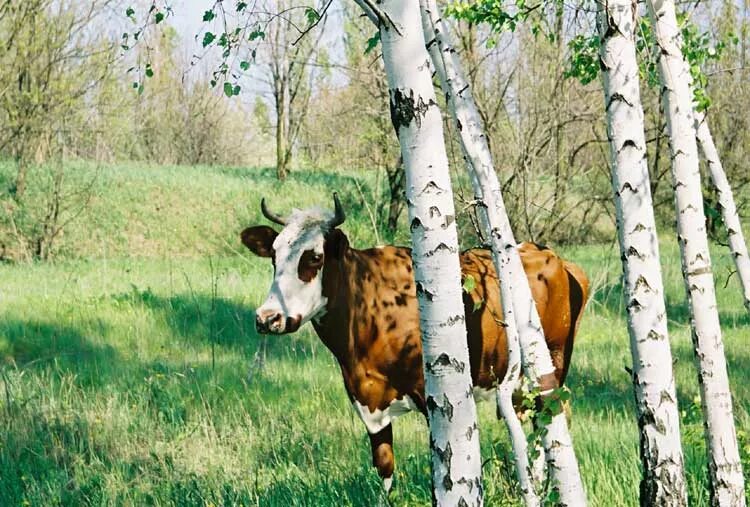 Корова на сочном лугу по имени. Корова в лесу. Корова на Березе. Коровы на лугу. Коровы пасутся.