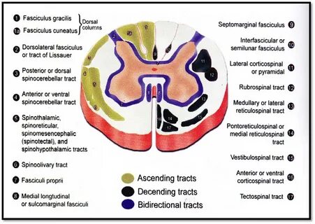 Fasciculus gracilis