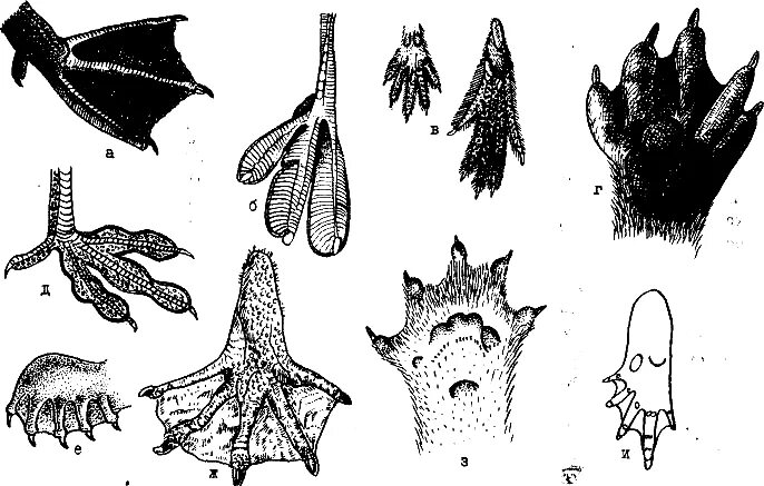Перепонки у водоплавающих птиц. Следы водоплавающих птиц. Конечности водоплавающих птиц. Перепонки у птиц. Строение лап водоплавающих птиц.