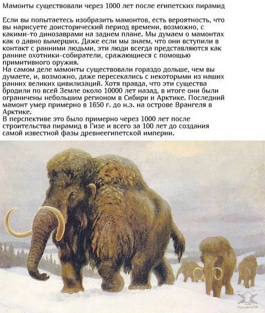 Сколько лет существуют библиотеки. Презентация на тему женщины математики. Женщины математики. Сколько лет она существовала. Сколько лет она существовала.