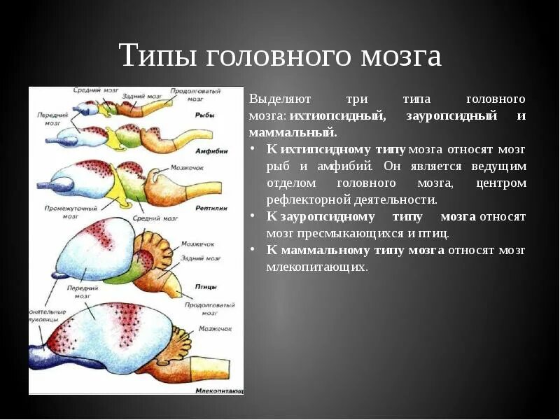 Ихтиопсидный Тип головного мозга. Тип головного мозга рыб. Типы строения головного мозга. Тип мозга у рыб.