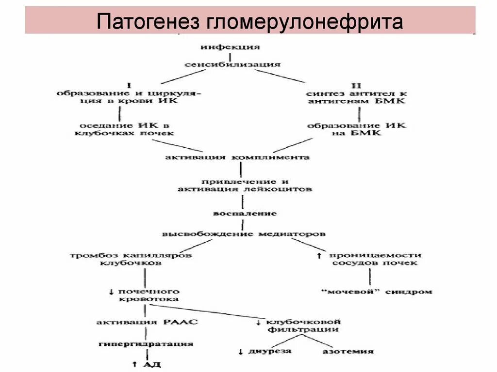 Острый гломерулонефрит после ангины. Патогенез острого гломерулонефрита схема. Патогенез хронического гломерулоне. Механизм развития хронического гломерулонефрита. Патогенез хронического гломерулонефрита патофизиология.