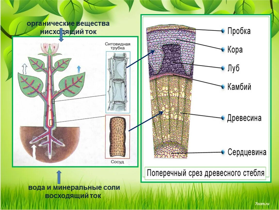 Схема передвижения Минеральных веществ в растении. Схема передвижения питательных веществ по растению. Передвижение веществ у растений. Транспорт веществ у растений.