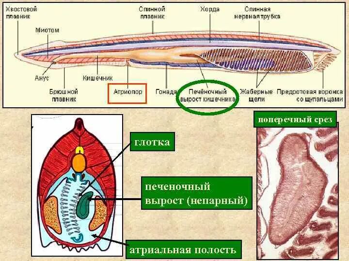 Строение ланцетника поперечный разрез. Схема строения ланцетника поперечные срезы. Строение ланцетника на поперечном срезе. Поперечный срез ланцетника невроцель.