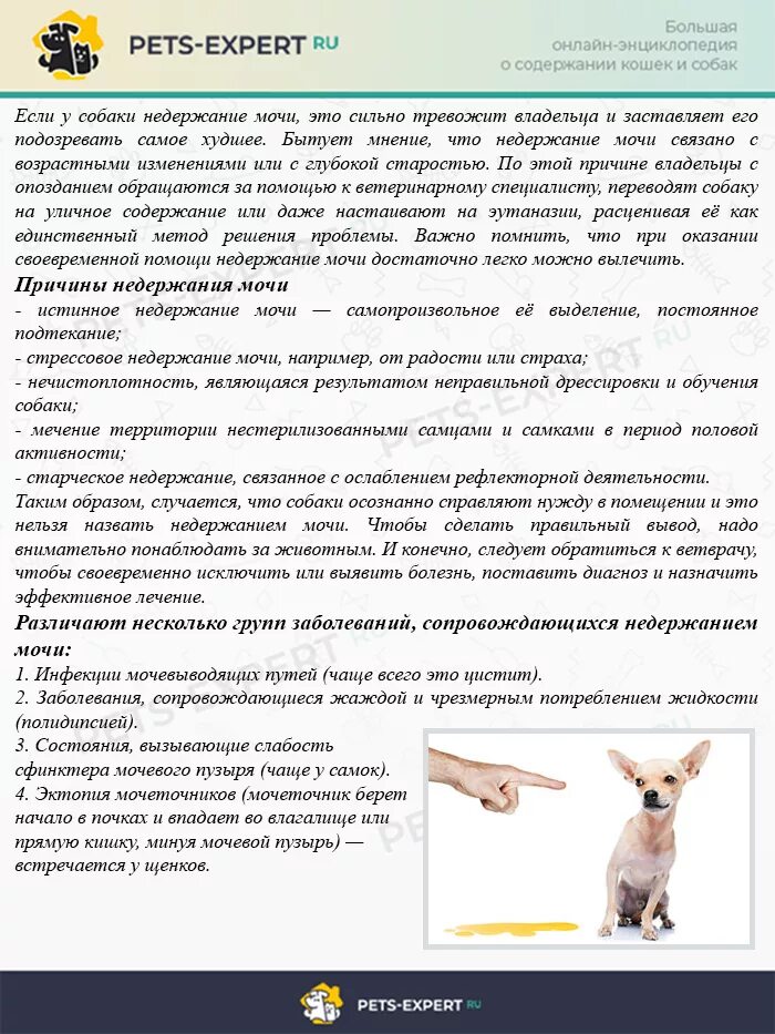 Как собрать мочу у собаки девочки. У собаки недержание мочи лекарства. при недержании мочи у собак. недержание мочи у кобеля. недержание мочи у кошки причины.