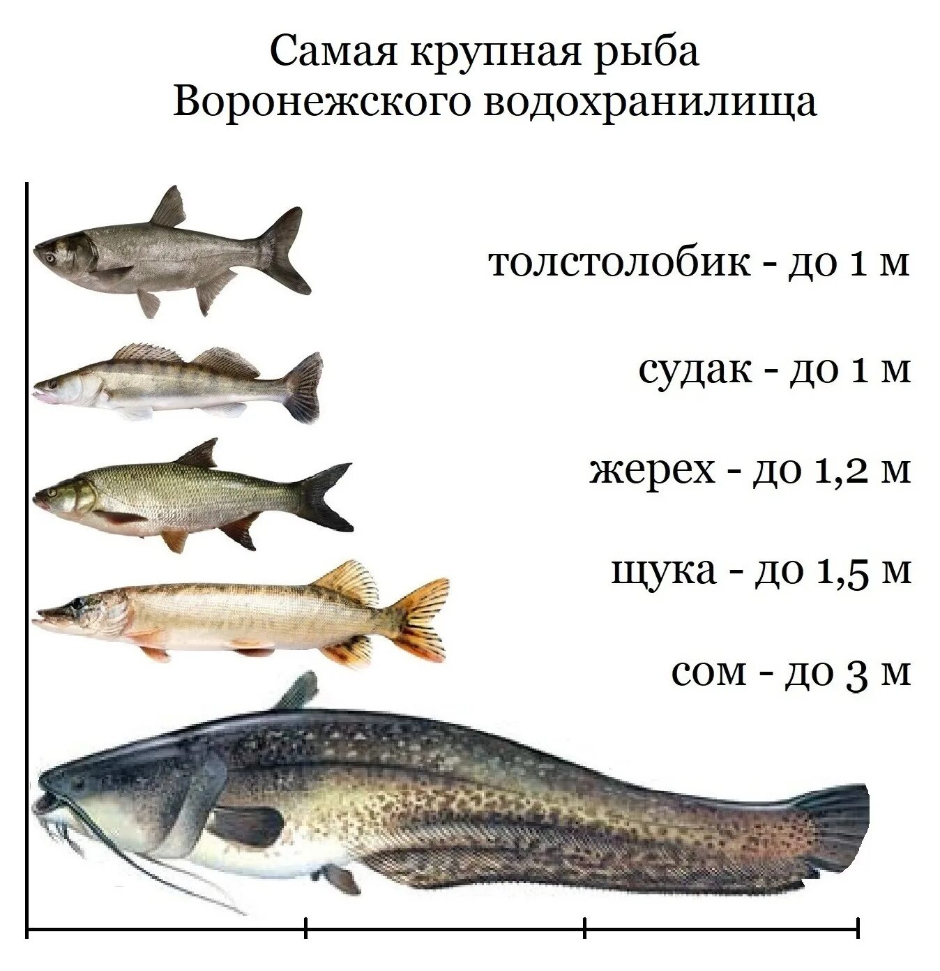 Промысловый размер рыбы. Промысловые рыбы таблица. Размеры рыб. Название рыб.