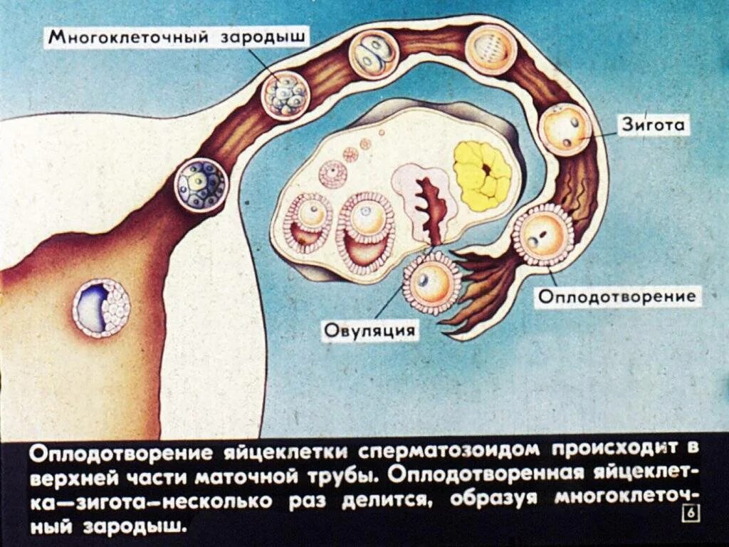 Через сколько дней прикрепляется