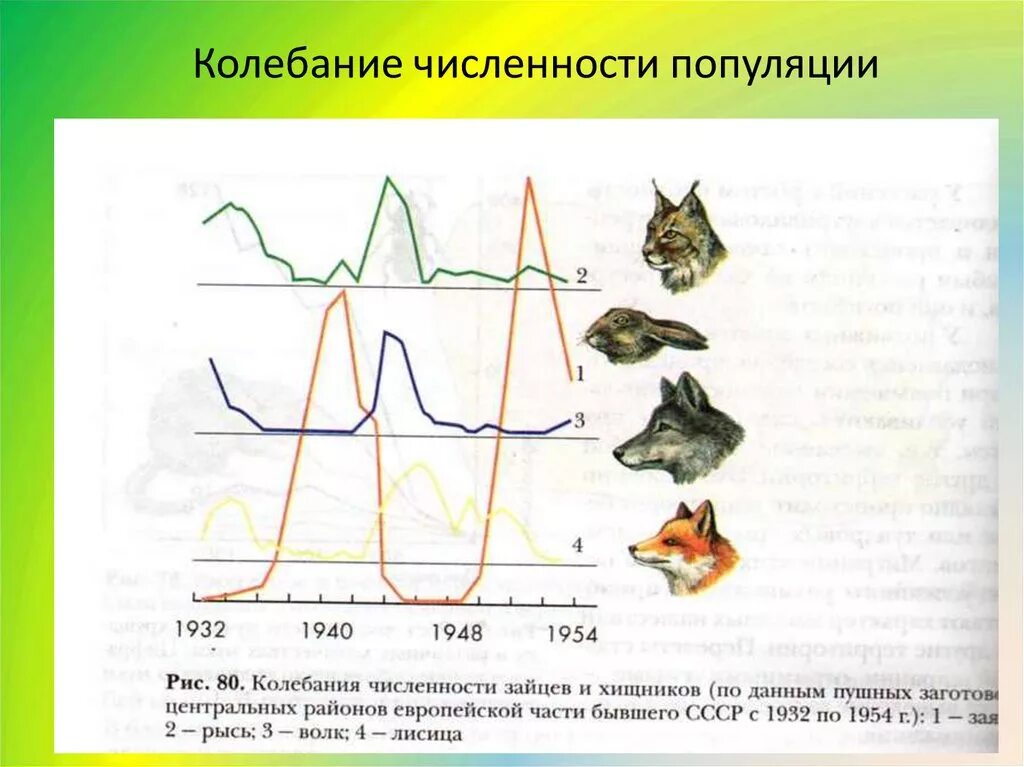 Численность популяции. Колебания численности. Колебания численности особей в популяции. График изменения численности популяции.