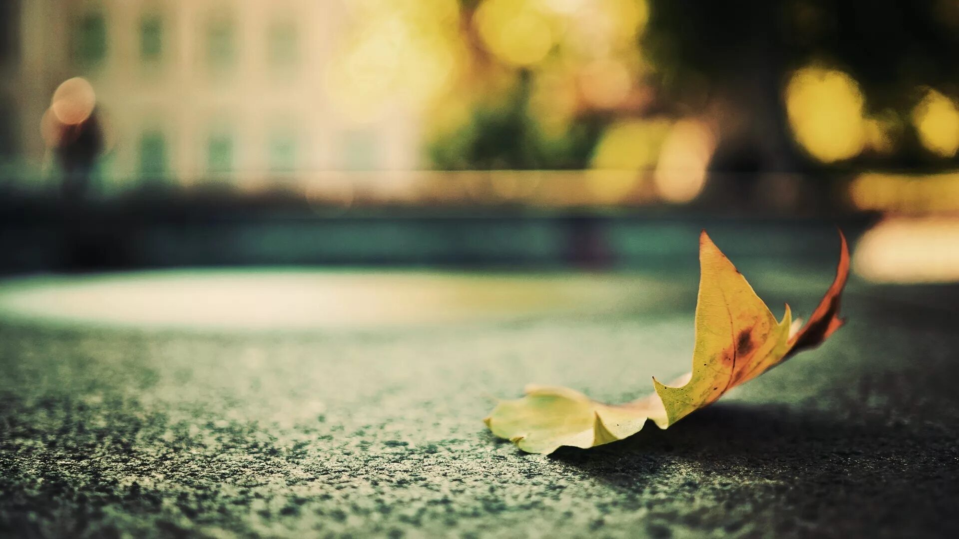 Падающие листья. Одинокий осенний лист. Листья на дороге. Упавший лист.
