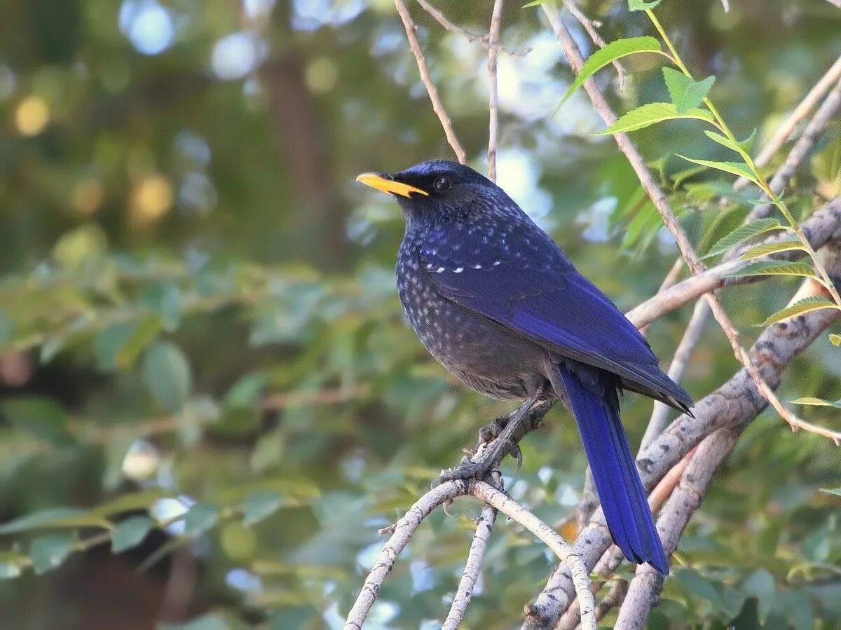 Синяя птица памира. Синяя птица Дрозд птица. Лиловый Дрозд (Myophonus caeruleus). Синяя птица лиловый Дрозд. Синий Дрозд аджир.