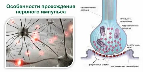 Функцию передачи нервных импульсов осуществляет