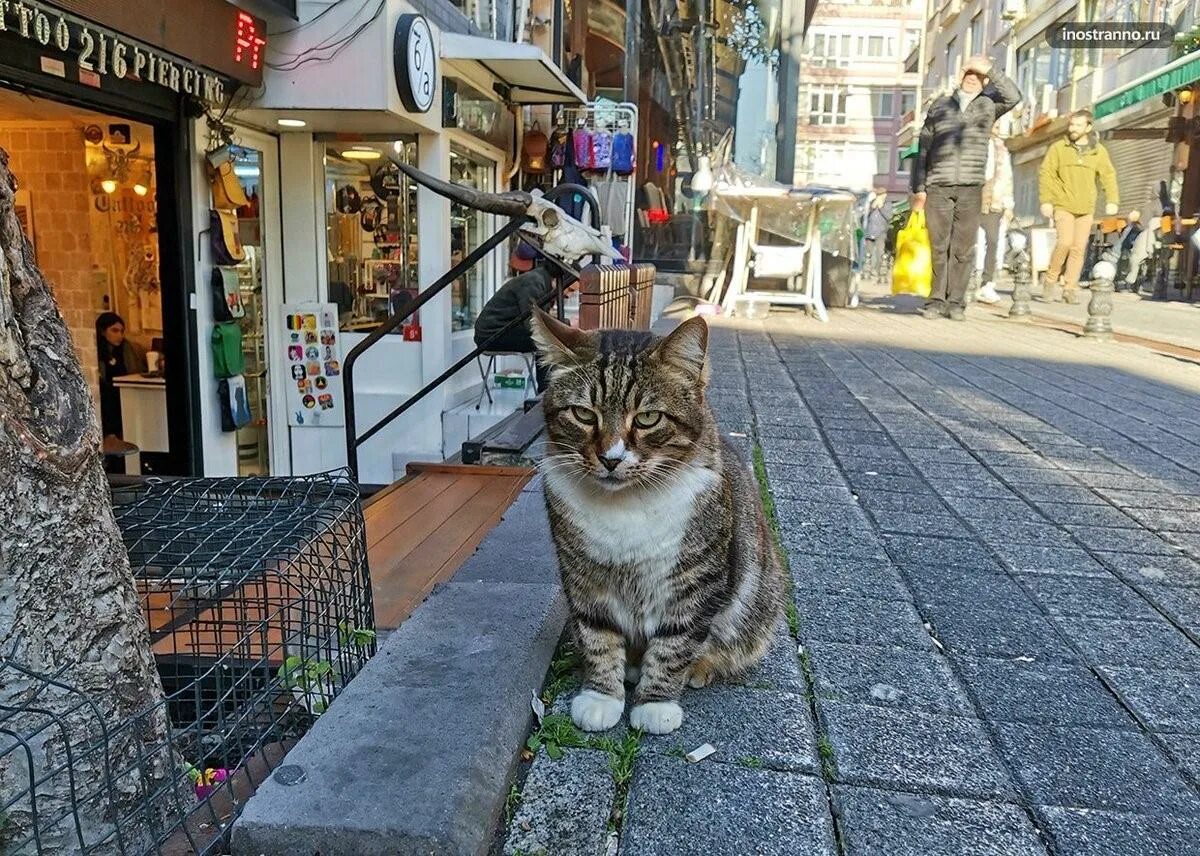 Turkey cats. Стамбульские коты. Кот в Стамбуле. Турецкие кошки уличные. Стамбул город кошек.